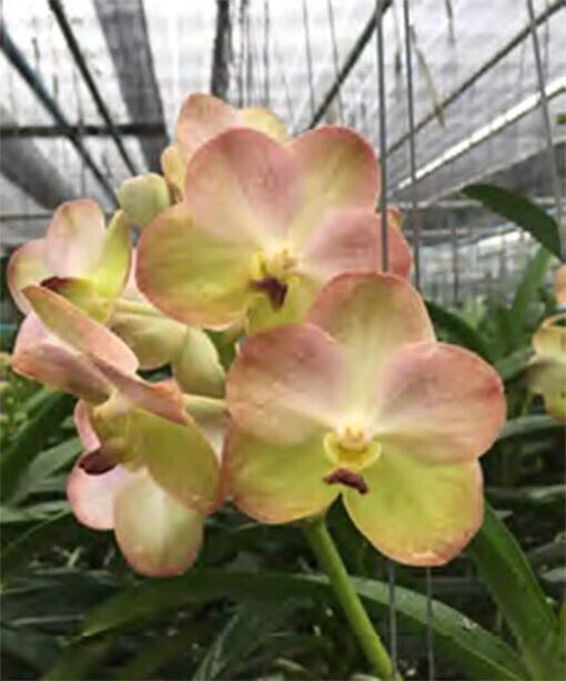 Orchid Vanda Yellow Butterfly No 366 Mad Happenings Special Plant