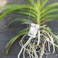 Orchid Vanda Yellow Butterfly No 366 Mad Happenings Special Plant
