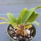 Orchid Cattleya Bc Beaulah Bradeen Mad Happenings 2 - 3" pots