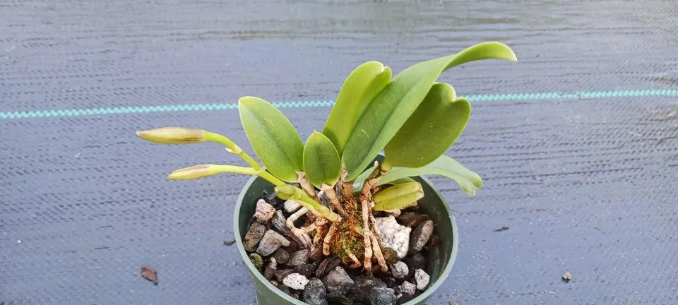 Orchid Cattleya Bc Beaulah Bradeen Mad Happenings 2 - 3" pots