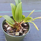 Orchid Cattleya Bc Beaulah Bradeen Mad Happenings 2 - 3" pots