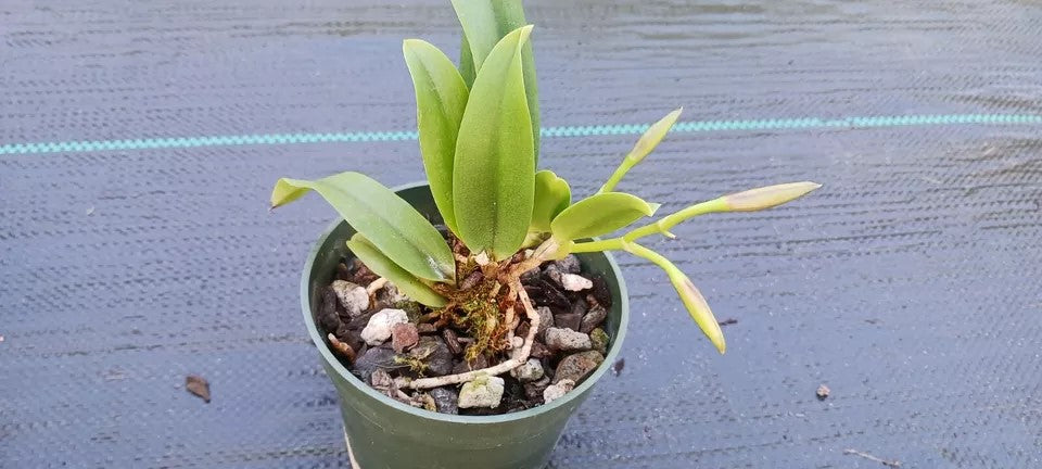 Orchid Cattleya Bc Beaulah Bradeen Mad Happenings 2 - 3" pots