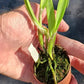 Orchid Cattleya Bc Mother Lawson x E cordigera Mad Happenings 2 - 3 pots