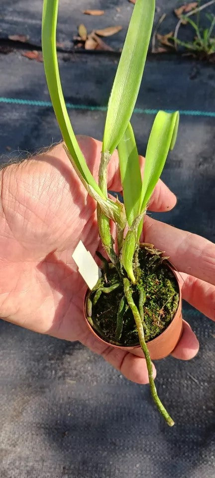 Orchid Cattleya Bc Mother Lawson x E cordigera Mad Happenings 2 - 3 pots