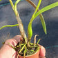 Orchid Cattleya Bc Mother Lawson x E cordigera Mad Happenings 2 - 3 pots