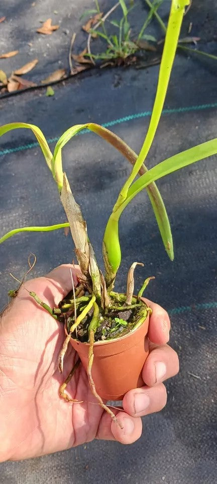 Orchid Cattleya Bc Mother Lawson x E cordigera Mad Happenings 2 - 3 pots