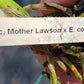 Orchid Cattleya Bc Mother Lawson x E cordigera Mad Happenings 2 - 3 pots