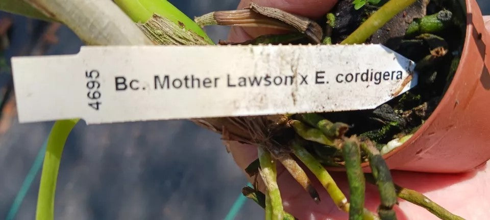 Orchid Cattleya Bc Mother Lawson x E cordigera Mad Happenings 2 - 3 pots