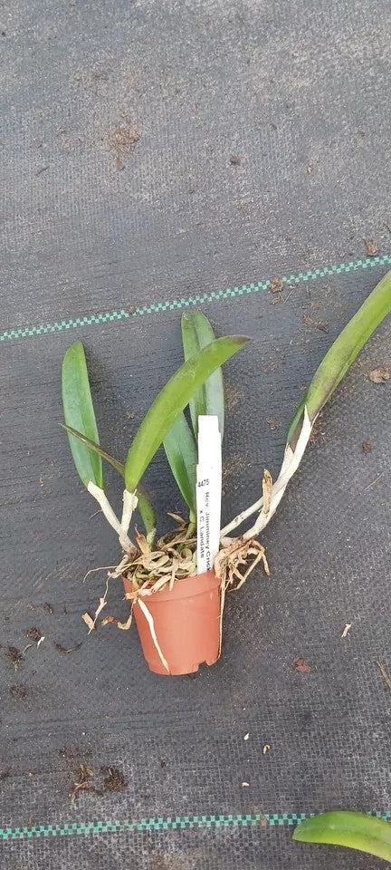 Orchid Cattleya Rcv Jimminey Cricket x C Landate Mad Happenings in 2 to 3" pots