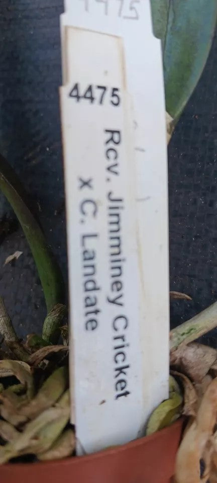Orchid Cattleya Rcv Jimminey Cricket x C Landate Mad Happenings in 2 to 3" pots