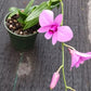 Orchid Dendrobium Zechia Lynn Pink Mad Happenings hanging Plant 3" pot