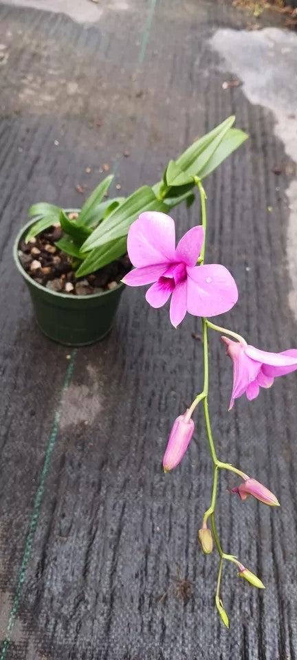 Orchid Dendrobium Zechia Lynn Pink Mad Happenings hanging Plant 3" pot