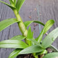 Orchid Dendrobium Zechia Lynn Pink Mad Happenings hanging Plant 3" pot
