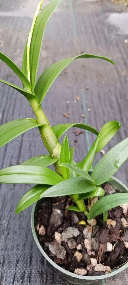 Orchid Dendrobium Zechia Lynn Pink Mad Happenings hanging Plant 3" pot