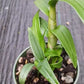 Orchid Dendrobium Zechia Lynn Pink Mad Happenings hanging Plant 3" pot
