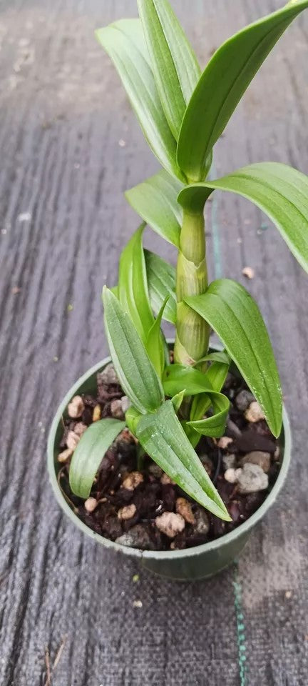 Orchid Dendrobium Zechia Lynn Pink Mad Happenings hanging Plant 3" pot