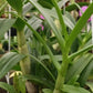 Orchid Dendrobium Zechia Lynn Pink Mad Happenings hanging Plant 3" pot