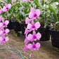 Orchid Dendrobium Zechia Lynn Pink Mad Happenings hanging Plant 3" pot