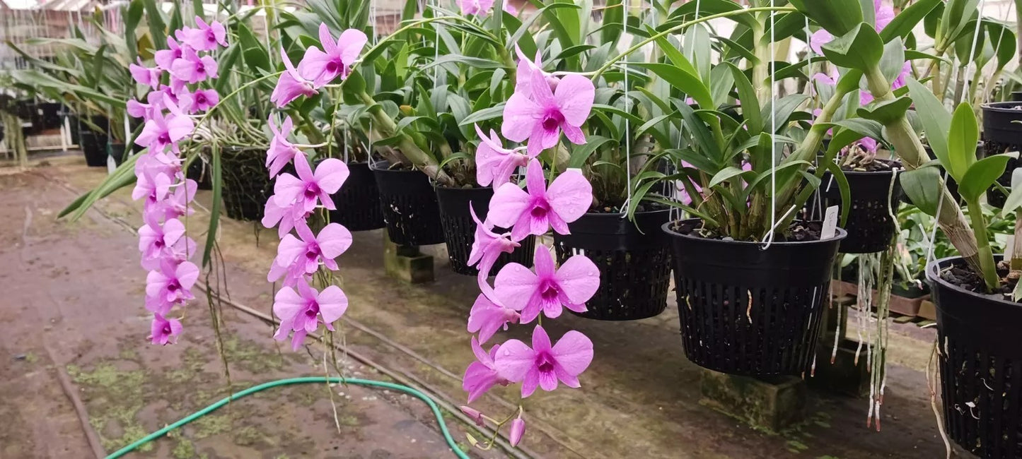 purple and pink hanging plant Orchid Dendrobium Zechia Lynn Pink Mad Happenings hanging Plant 3" pot – MadHappenings