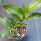 Orchid Epidendrum nocturnum Florida native Mad Happenings BS Species 4" pot