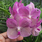 Orchid Vanda Prapathom Gold x coerulea pink Mad Happing Tropical Hanging Plant