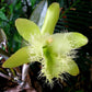 Orchid Cattleya Rth Cherry Suisse x C aclandiae x R digbyanna