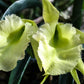 Orchid Cattleya Rcv Jimminey Cricket x C Landate 4 inch pots