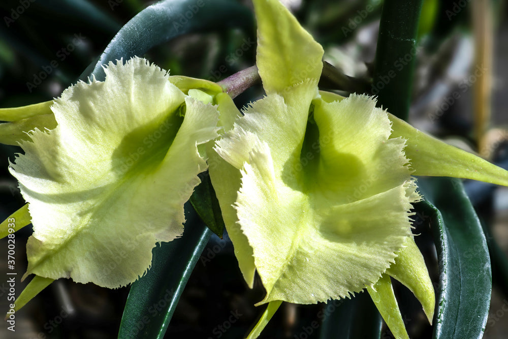 Orchid Cattleya Rcv Jimminey Cricket x C Landate 4 inch pots