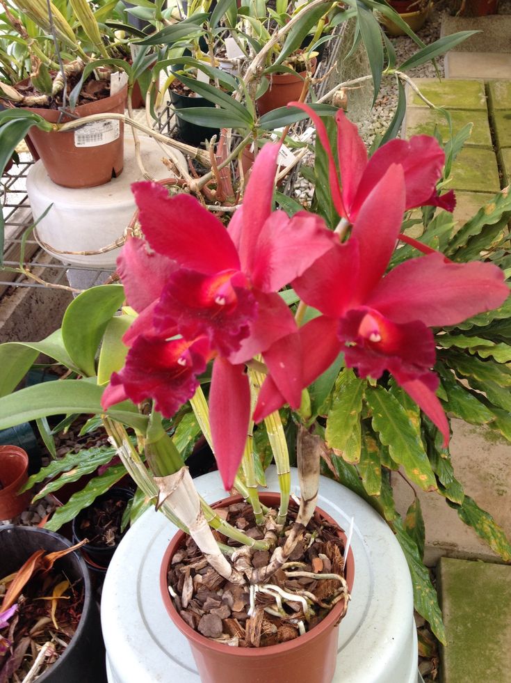 Orchid Cattleya Rth Cherry Suisse x C aclandiae x R digbyanna