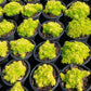 Sedum mexicanum Stonecrop Succulent groundcover Gold Moss Lemon Ball Succulent