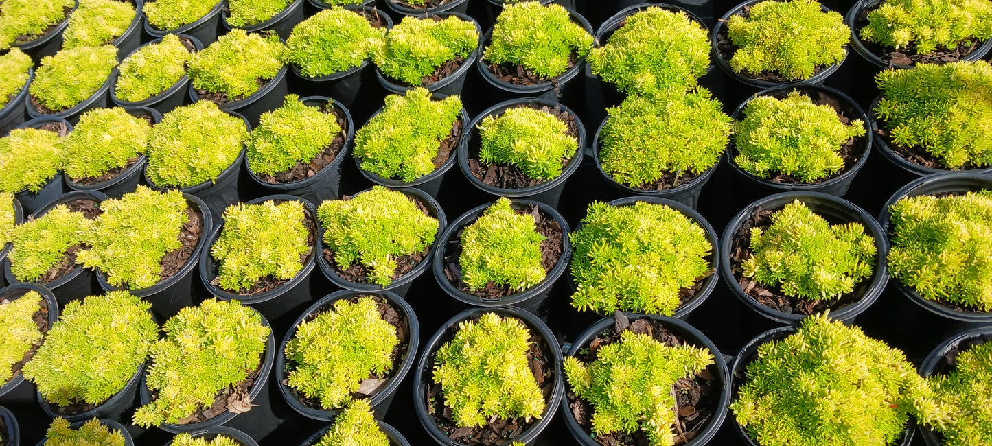 Sedum mexicanum Stonecrop Succulent groundcover Gold Moss Lemon Ball Succulent