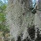Spanish Moss Bromeliad Tillandsia usneoides Mad Happenings Air Plant craft mulch