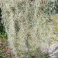 Spanish Moss Bromeliad Tillandsia usneoides Mad Happenings Air Plant craft mulch