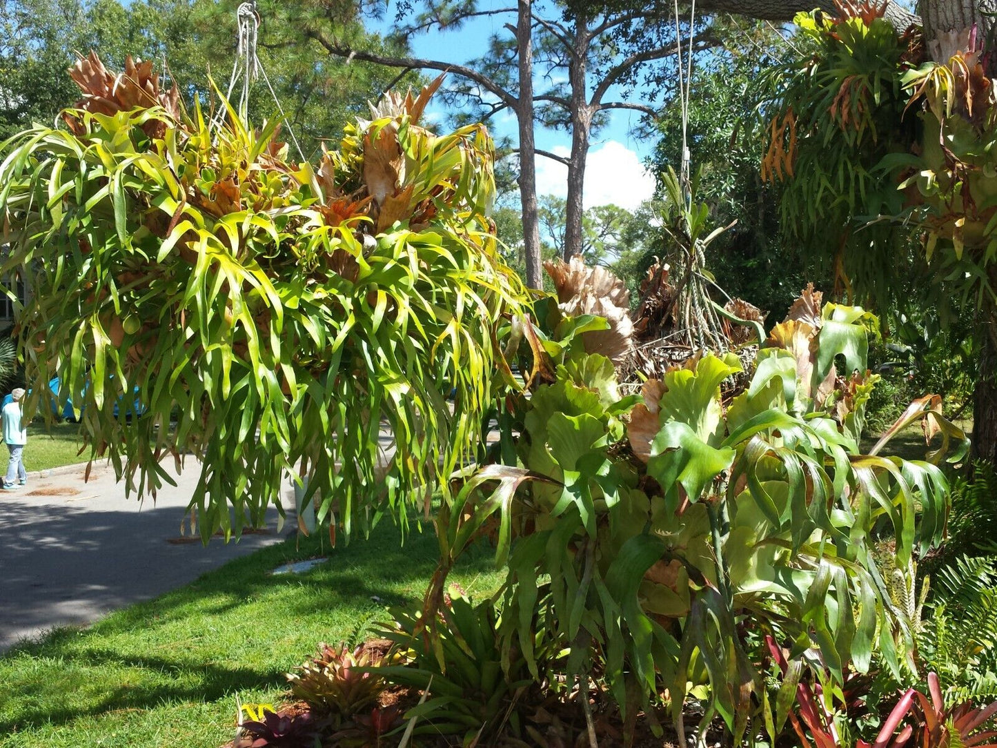 Staghorn Fern Platycerium bifurcatum Netherlands Tropical Plants