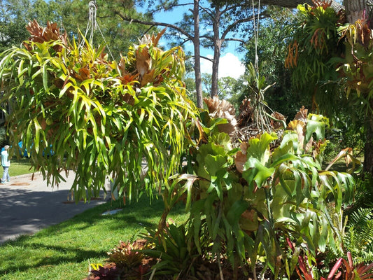 Staghorn Fern Platycerium bifurcatum Netherlands Tropical Plants