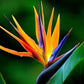 Strelitzia reginae Bird of Paradise 2 pack