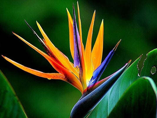 Strelitzia reginae Bird of Paradise 2 pack