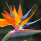 Strelitzia reginae Bird of Paradise orange