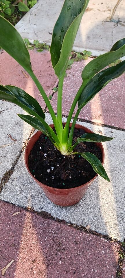 Strelitzia reginae Bird of Paradise orange