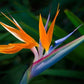 Strelitzia reginae Bird of Paradise