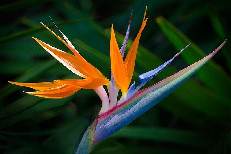 Strelitzia reginae Bird of Paradise orange