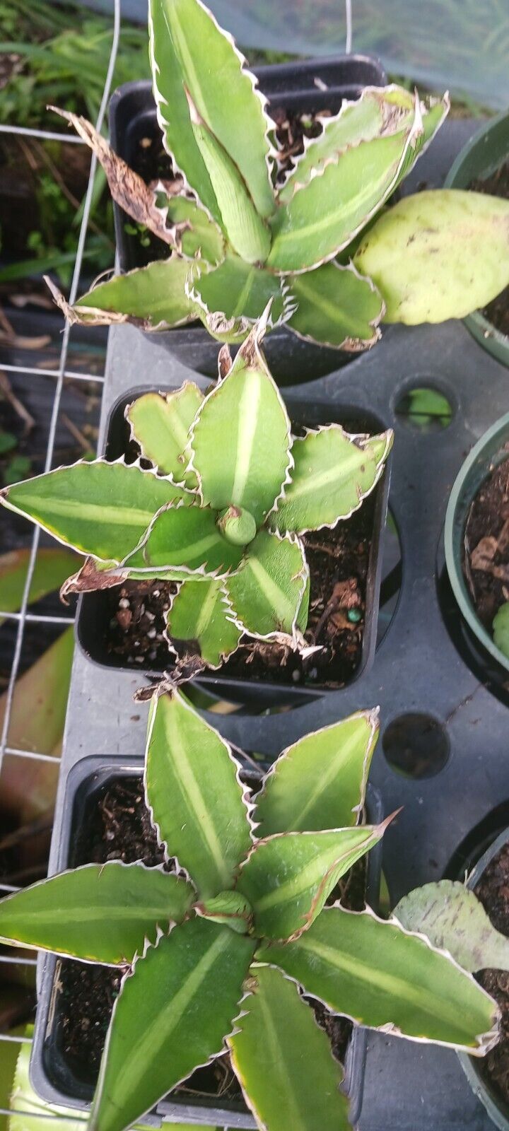 Agave Mini Succulent Cactus