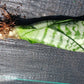 Succulent Sansevieria trifasciata Madagascar Africa