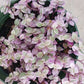 Succulent Tradescantia fluminensis Pink Lady Inch Plant Callisia