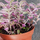 Succulent Tradescantia fluminensis Pink Lady Inch Plant Callisia