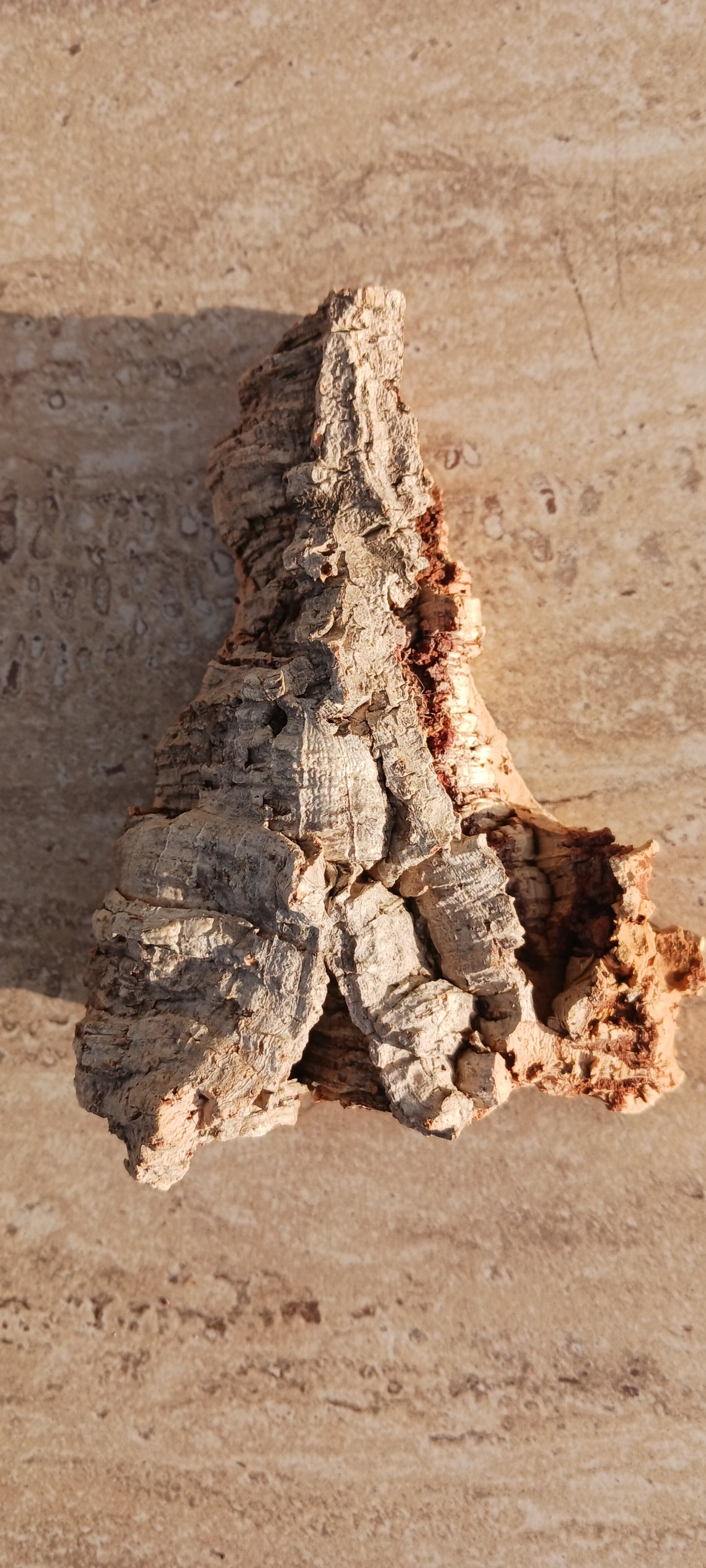 Cork Bark terrarium vivarium Dart Frog tank Actual Pieces Size Varies