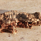 Cork Bark terrarium vivarium Dart Frog tank Actual Pieces Size Varies