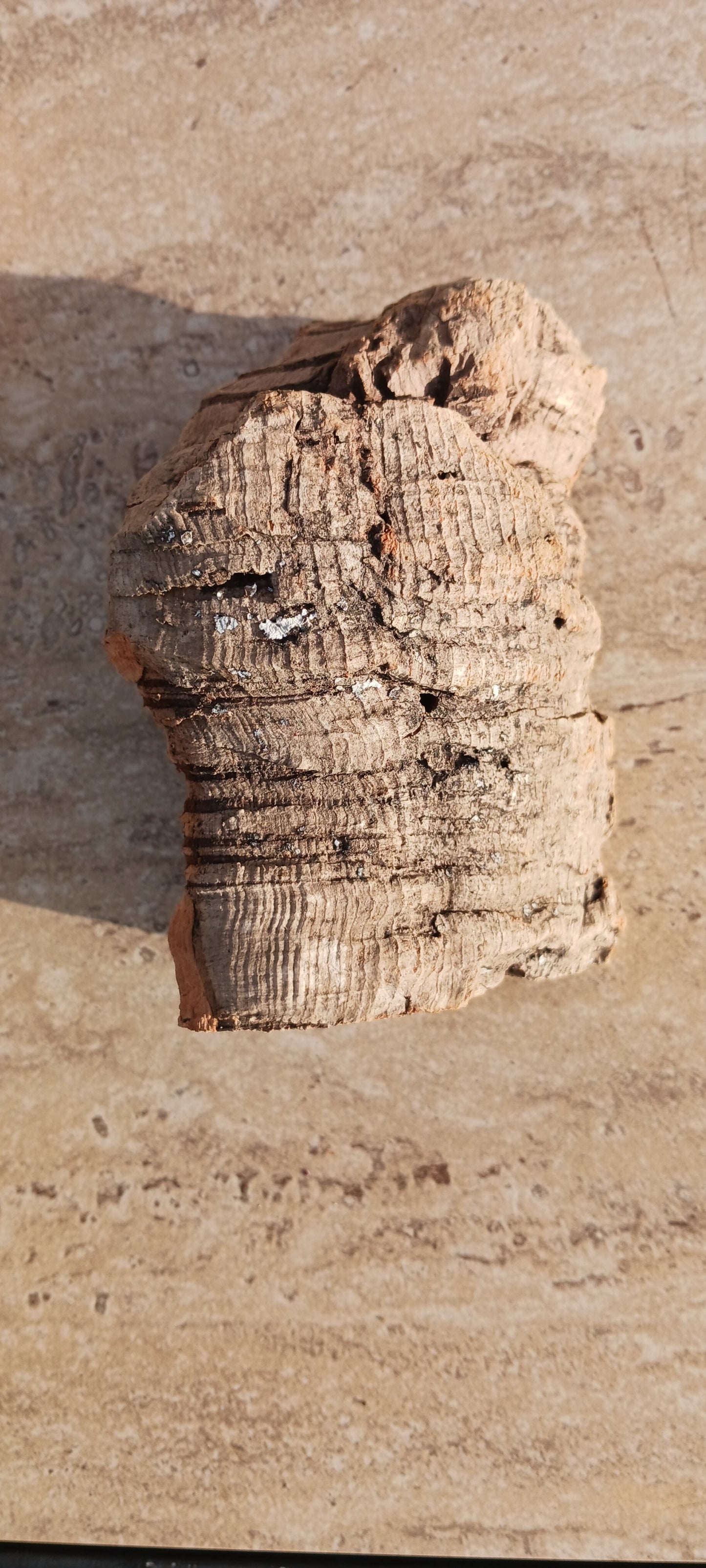Cork Bark terrarium vivarium Dart Frog tank Actual Pieces Size Varies