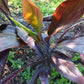 Ti Plant Cordyline fruticosa Midnight Velvet