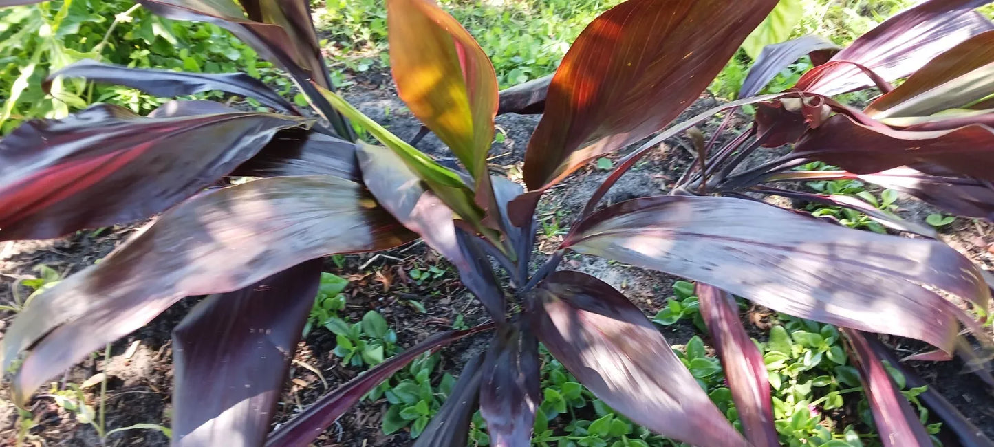 Ti Plant Cordyline fruticosa Midnight Velvet